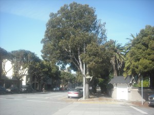 The Lake Street bike path, halfway between Land's End and its start (at Arguello & Lake in the Inner Richmond)