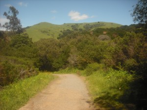 On the trail in Wildcat Canyon Park, near the entrance on Rifle Range Road.