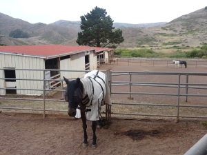 Unhappy-looking horse in stables that you pass on the trail.