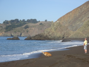 Dogs like Black Sands Beach even more than people do.