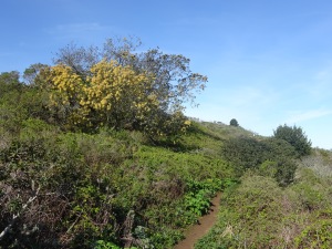 Lush life on the Summit Loop trail.