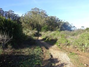 Near the Summit Loop trailhead.