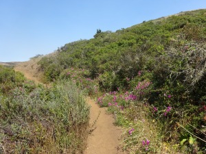 Foliage on brief uphill section on the way down.