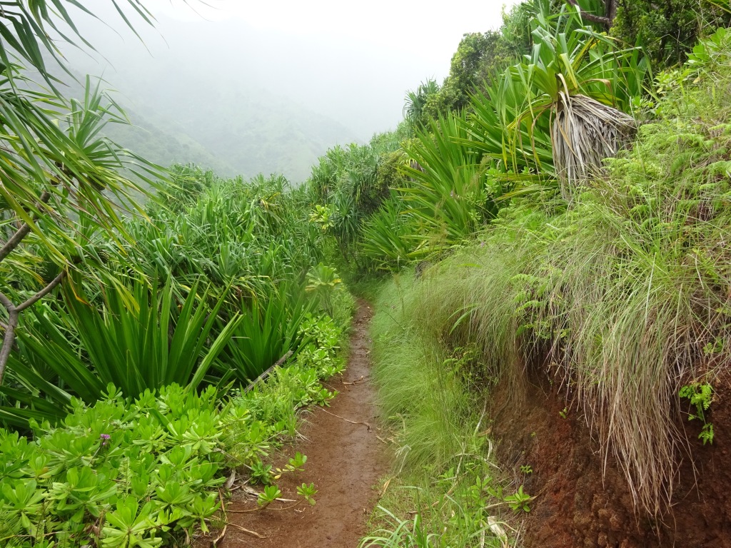 Much of the trail cuts a narrow path through jungle-like terrain.